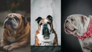 English bulldogs