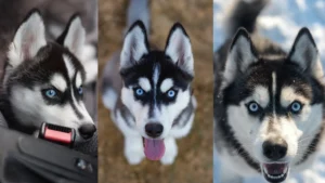 Huskies