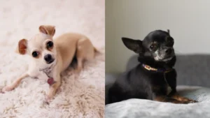 Chihuahuas