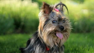 Yorkshire Terrier