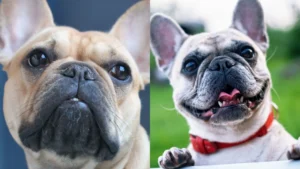 French Bulldogs