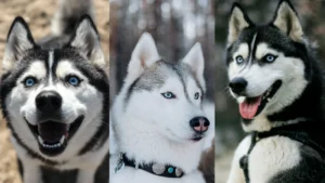 Huskies