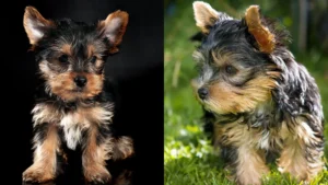 Yorkshire Terriers