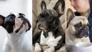 French Bulldogs