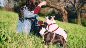 French Bulldogs with owner