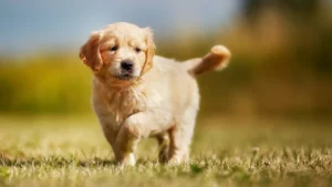 Golden Retriever puppy