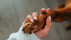 dog shaking hand