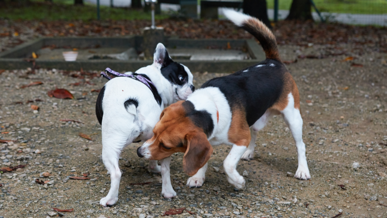 dogs smelling each others buts