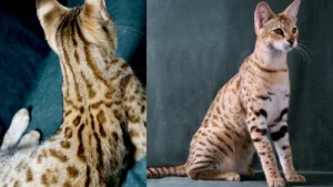 Savannah cat