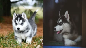 Agouti Husky puppies