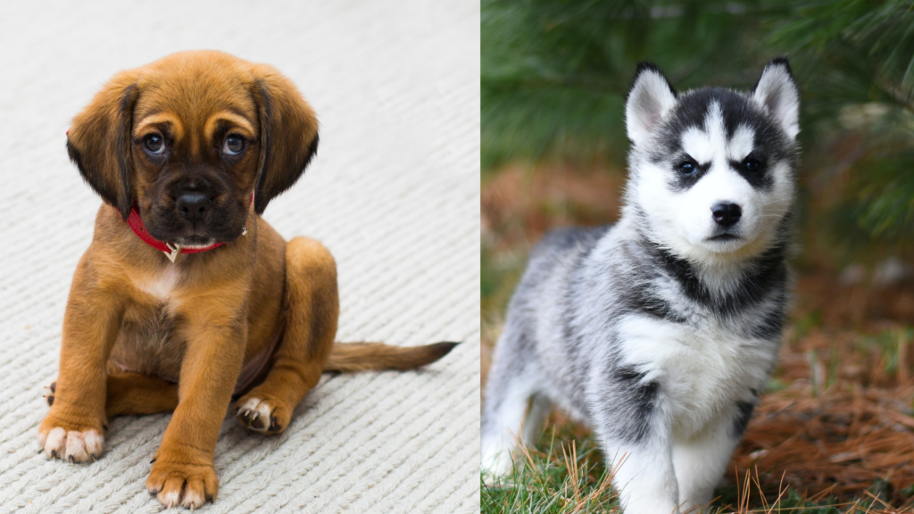 The 50 Best Male And Female Dog Names 2024 - Your Pet Guide
