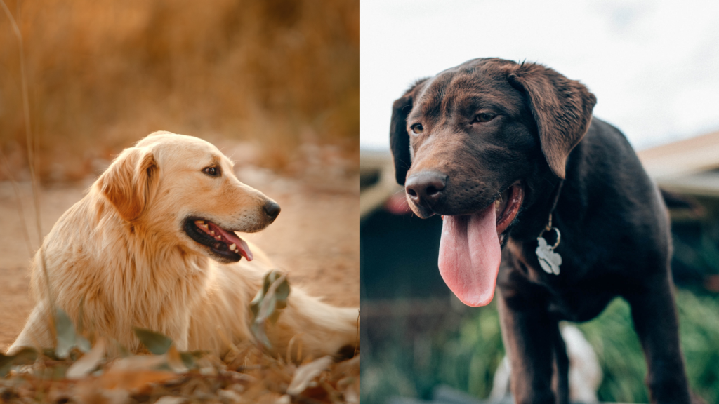 Why Do Dogs Breathe Fast? Things You need to Know 2024 - Your Pet Guide