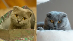 Scottish Fold