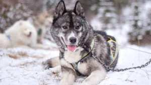 Agouti Husky