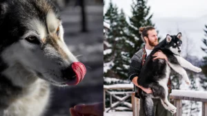 Agouti Huskies