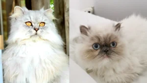 Persian Cat