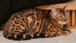 Bengal