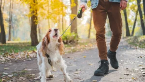 how to get your dog to stop barking