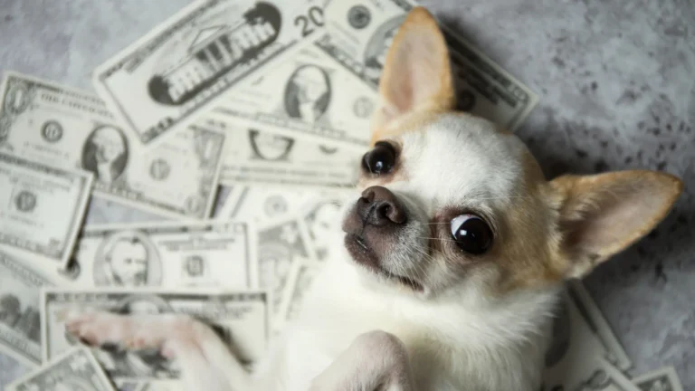 the top 10 most expensive dog breeds in the world