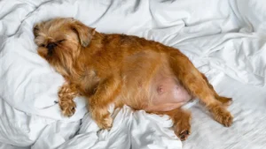 pregnant dog