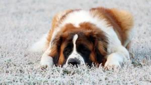 saint bernard