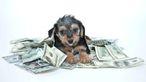 the most expensive dog breeds in the world