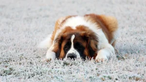 Saint Bernard dog