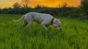 dogo argentino