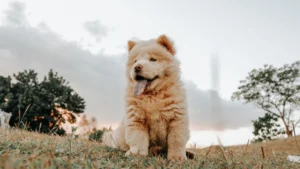 Chow Chow dog