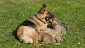 dog mother feeding puppies