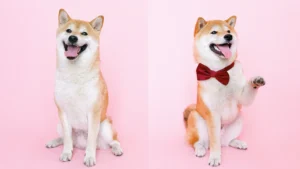 shiba inu dog