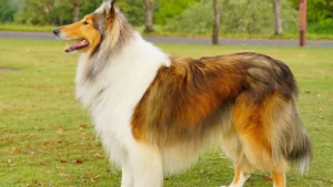 rough collie