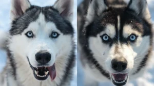 siberian husky