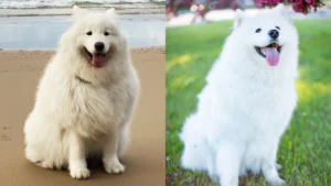 Samoyed