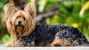 yorkshire terrier