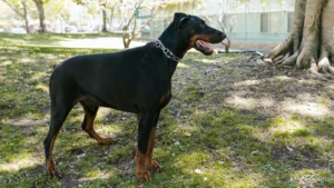 doberman