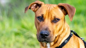 Rhodesian Ridgeback