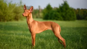 pharaoh hound