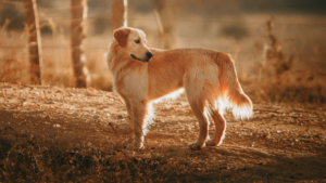 golden retriever