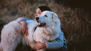 great pyrenees