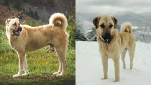 kangal