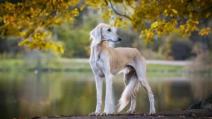 Saluki