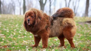 tibetan mastiff