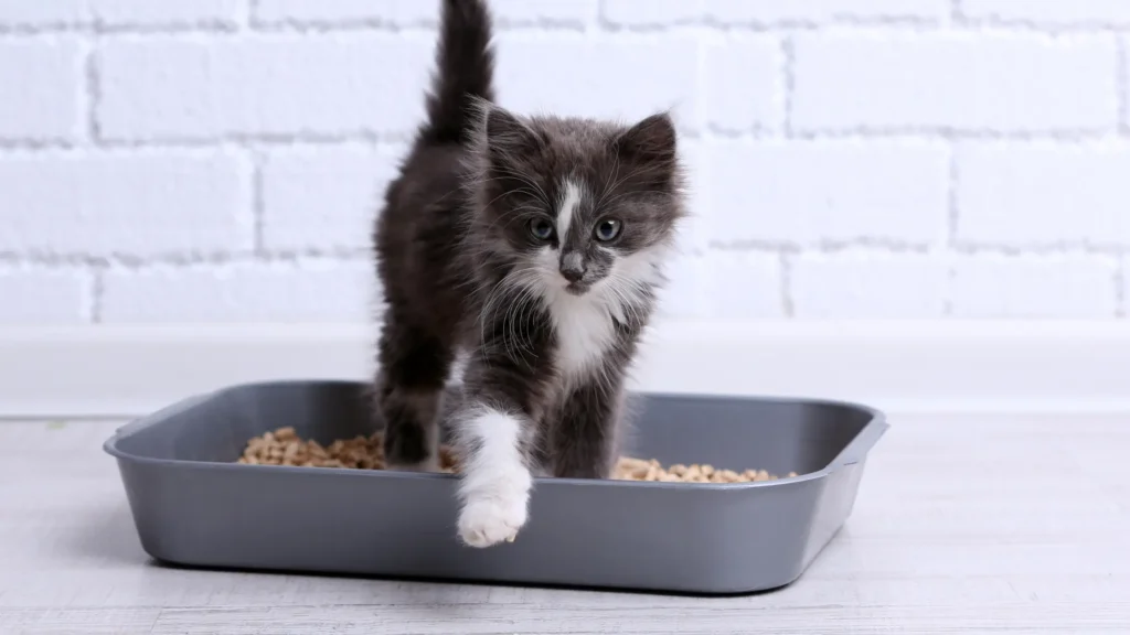 How To Train A Kitten To Use A Litterbox