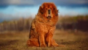 tibetan mastiff