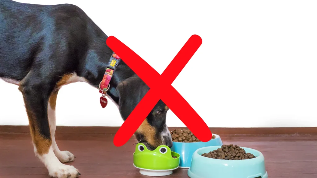 dog food to avoid