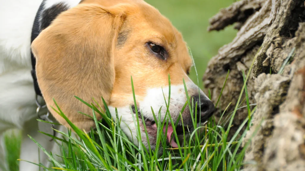 why do dogs eat grass