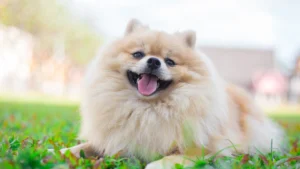 pomeranian