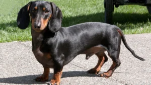 Dachshund