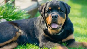 rotweiler